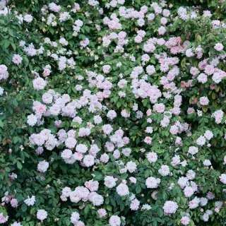 一面爆满的蔷薇花墙 | 湾区赏花拍照...