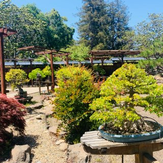 Bonsai Garden at Lak...