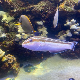 火奴鲁鲁Waikiki水族馆-与热带鱼来...