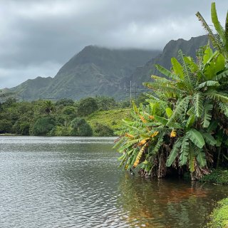 【旅行 | 夏威夷】🏖 Botanica...