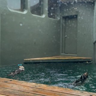 雨季好去处，西雅图水族馆...