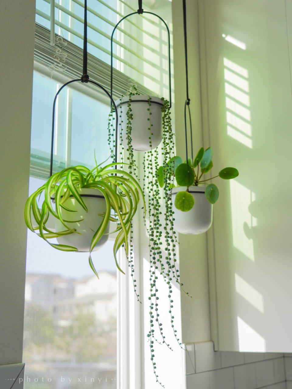 厨房窗口垂吊植物,抬头一抹绿太治愈了
