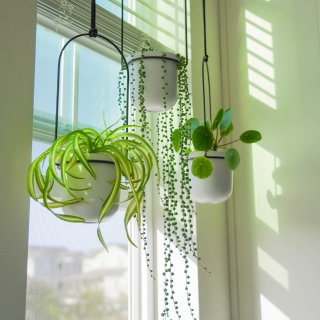 厨房窗口垂吊植物,抬头一抹绿太治愈了