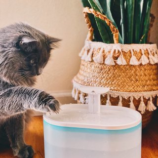 让猫咪爱不释“手”的Petlibro宠物饮水机🐈