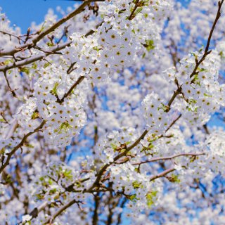 家門外的櫻花樹 ｜ 一個比較傷感的春天...