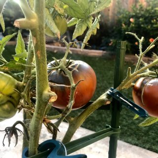 八月底播种番茄晚不晚？...