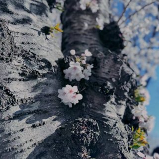 华盛顿樱花季🌸｜走步健身看樱花一个不少...