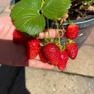 在家也能采草莓🍓啦｜懒人植物水果...