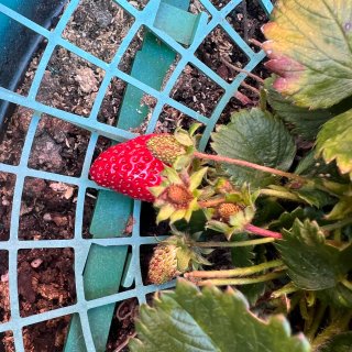 草莓草莓，有到吃🍓的季节...