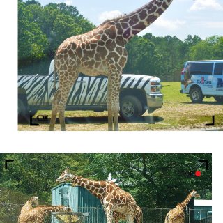 六旗Safari动物园🦒长颈鹿太太太可爱...