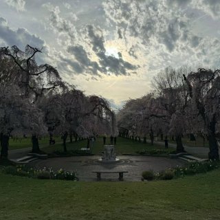 在费城樱花公园看日食...