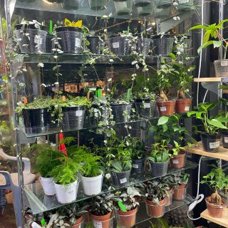 神奇植物在哪里❓超稀奇的植物店🌵🌟在家也...