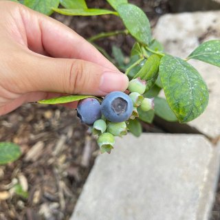 17-13//自己种的蓝莓有点酸🫐🫐...