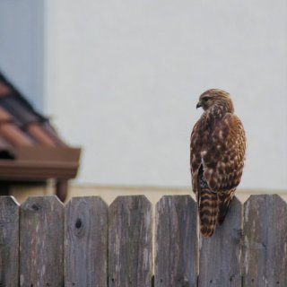 我家花园最近来了只小鹰baby🦅...