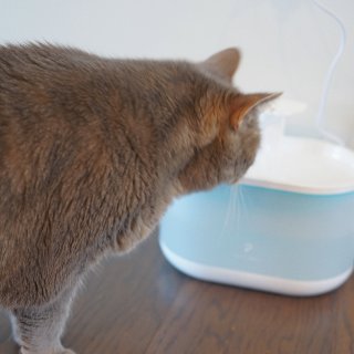 夏天就要多喝水｜Petlibro猫咪饮水...