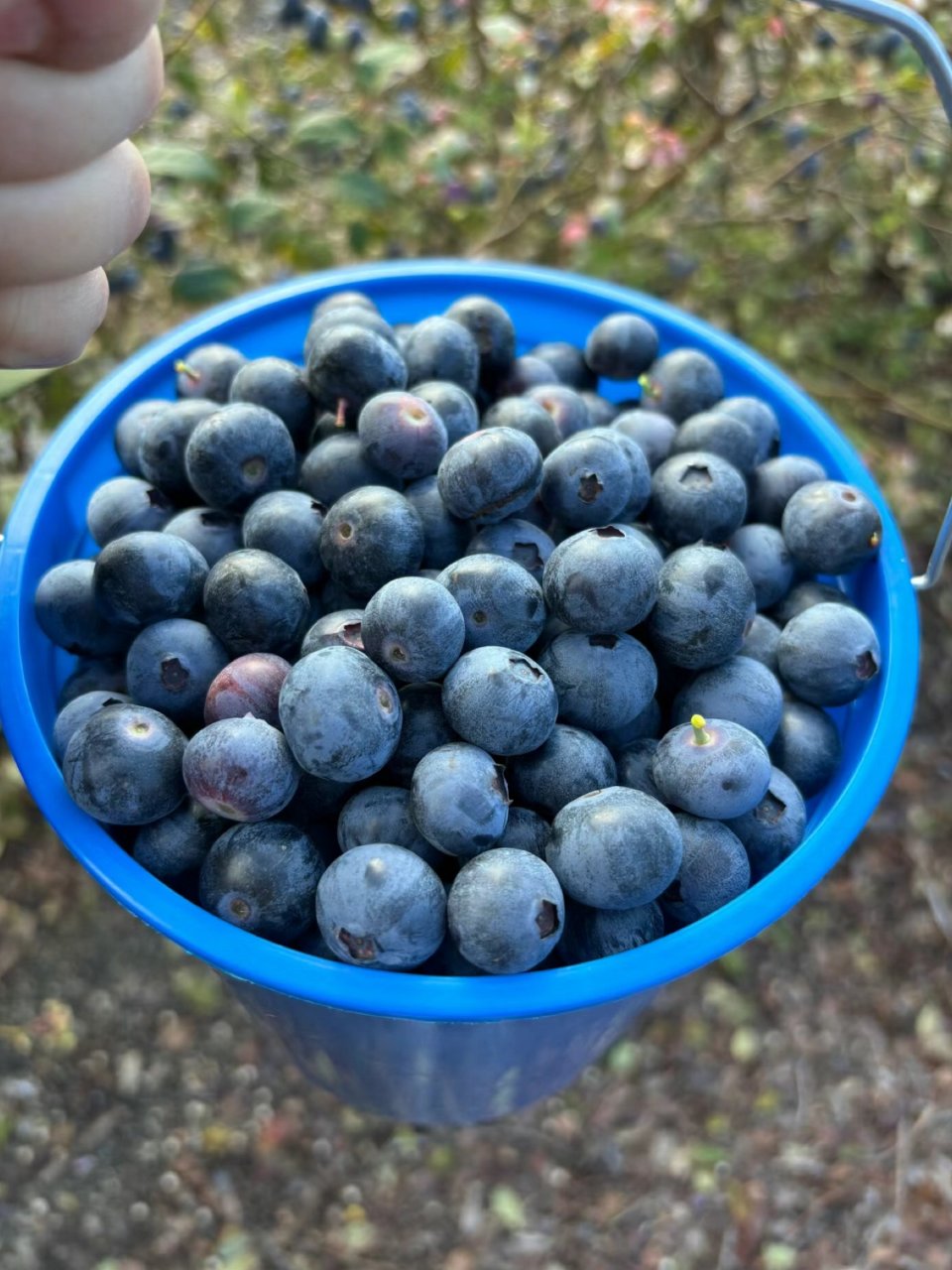 一桶蓝莓🫐