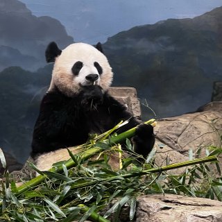 DC｜国家动物园｜大熊猫🐼YYDS！！！...