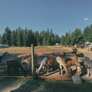 西雅图玩什么 ☁️ 可爱的羊驼农场！🦙...