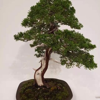 盆栽,bonsai