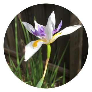 大花野鸢尾,dietes grandiflora,fairy Iris