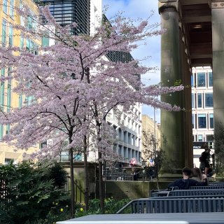 咖啡和曼城最好看的樱花树最配啦🌸...