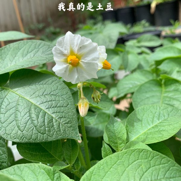 晒货图片