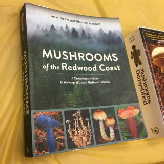 跟着专家采蘑菇认蘑菇...