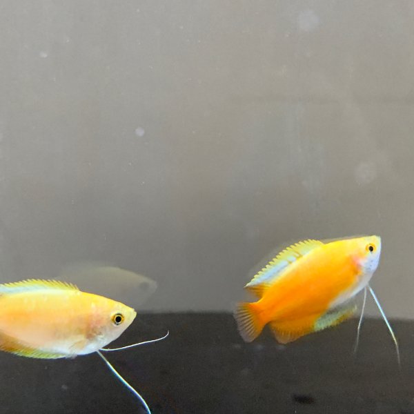 晒货图片