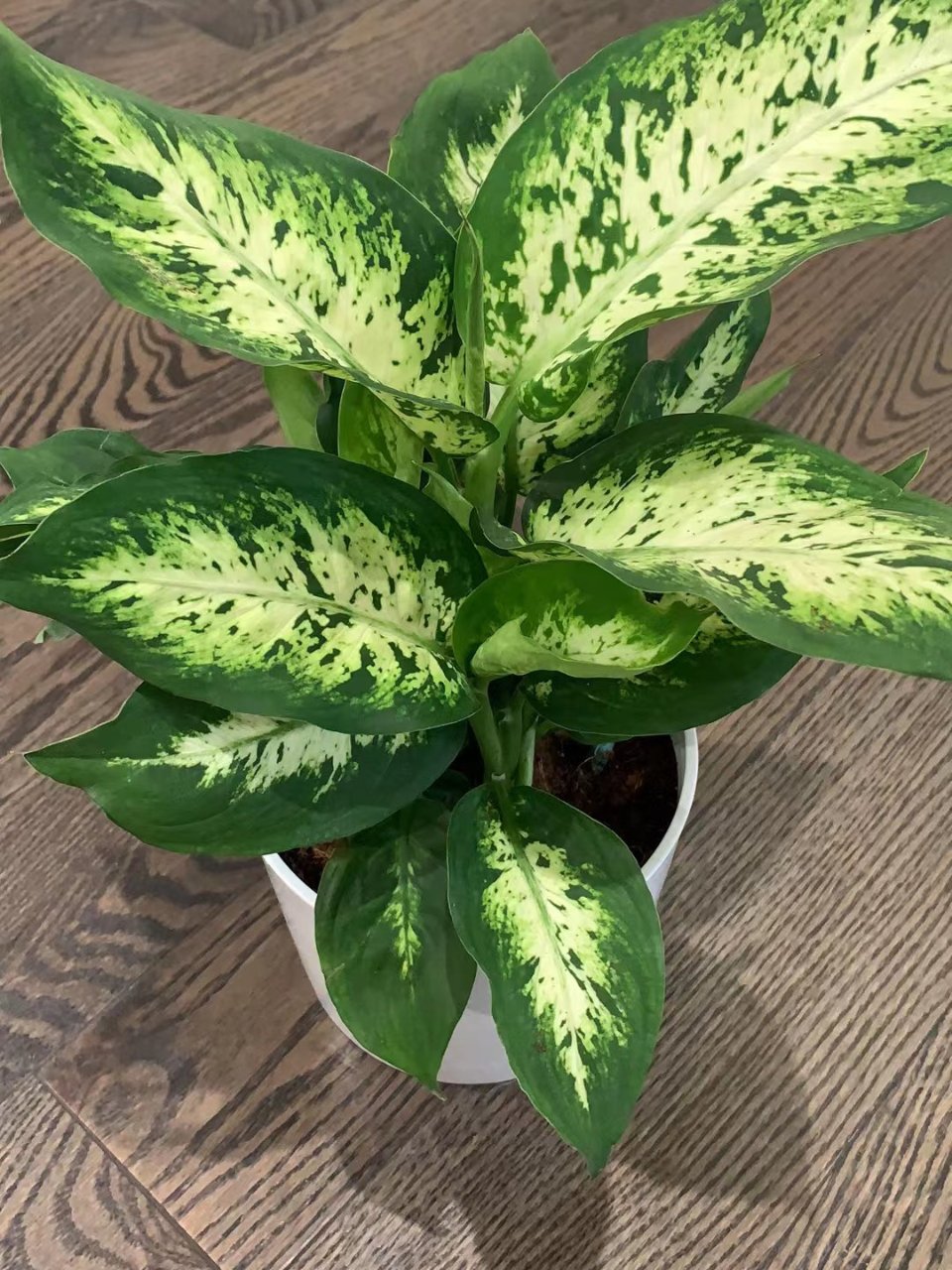 Costa Farms Dumb Cane, Dieffenbachia Plant in 6 in. White Cylinder Pot CO.DF06.3.CYL
