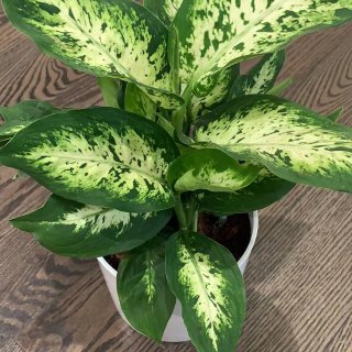 Costa Farms Dumb Cane, Dieffenbachia Plant in 6 in. White Cylinder Pot CO.DF06.3.CYL