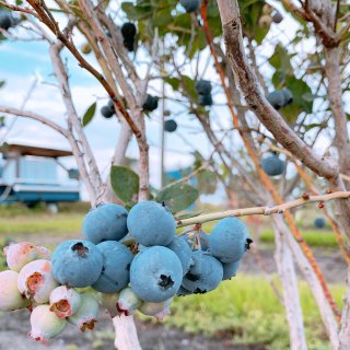佛罗里达州的五月不温柔/周六摘蓝莓...