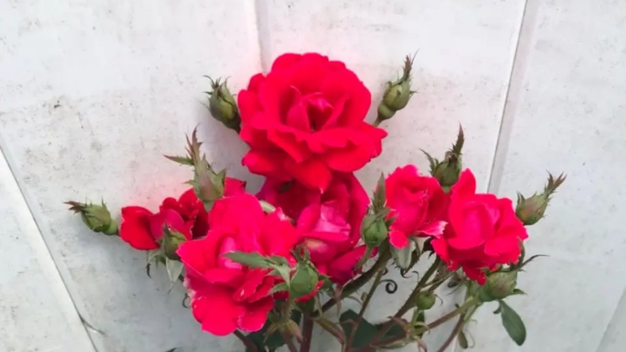 墙角的玫瑰花🌹