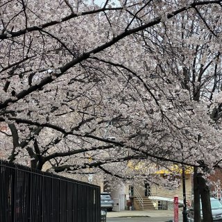 纽约法拉盛附近公园樱花开啦🌸peak赏花...