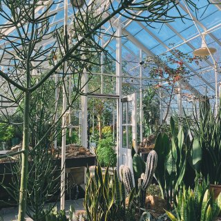 西雅图· 隐藏的ins风温室植物园🌵太美...