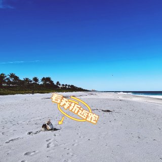 迈阿密｜南佛最棒的狗狗沙滩 🐕 🏖️...