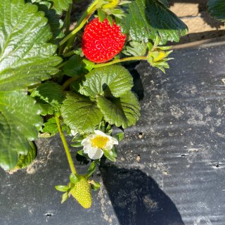 草莓草莓大草莓...