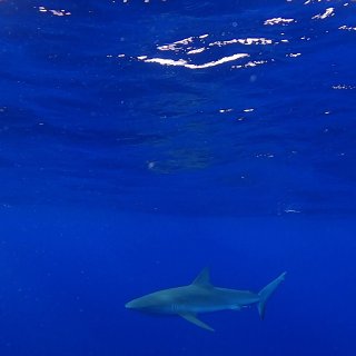 夏威夷🦈我以为的鲨鱼浮潜vs真实的鲨鱼浮...