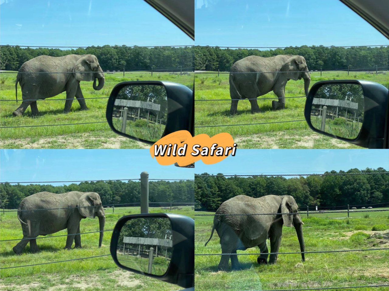 Wild Safari Drive🦒🐅🦌...