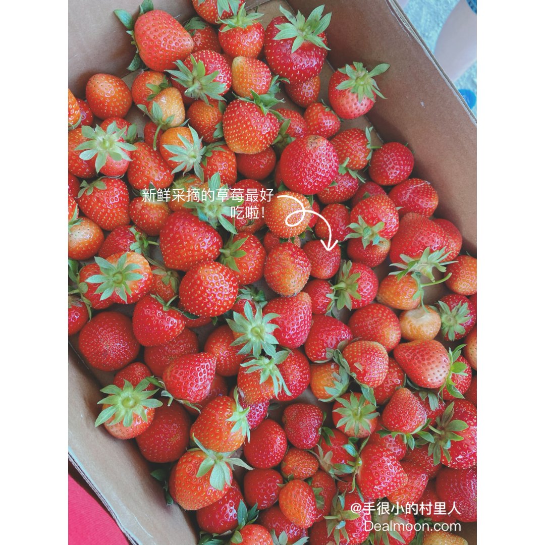 又到一年草莓季，新鲜草莓又红又甜...