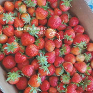 又到一年草莓季，新鲜草莓又红又甜...