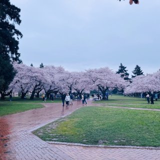 UW樱花季开始了，大家赶紧去拍美照啊...