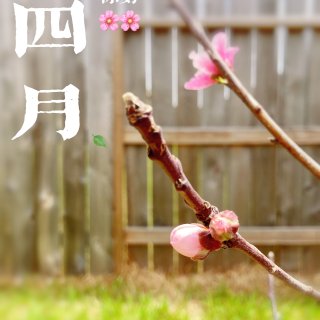 🌸四月你好：迎接小桃花树回家🥳如何原地种...