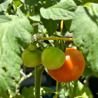 今年种西红柿的小心得记录...