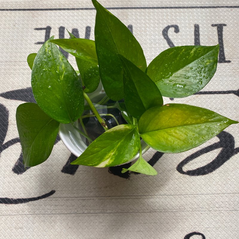 晒货图片