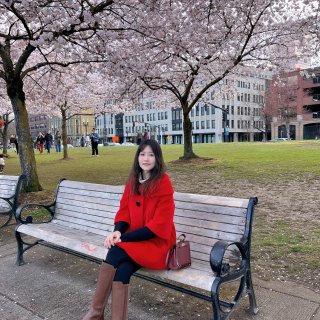 波特兰樱花季🌸来自春天的明信片...