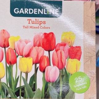 Tulips来两打