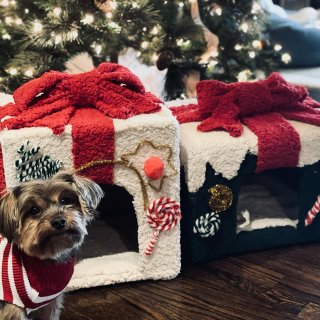 送给狗狗的圣诞礼物｜DIY小屋...