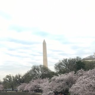 DC樱花季