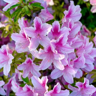 杜鹃Azalea| flowering ...