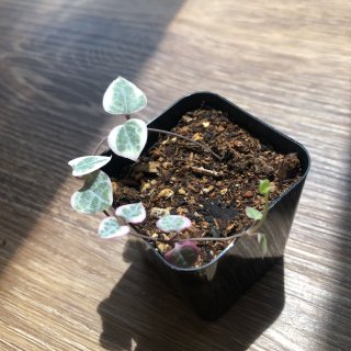 variegated string of heart